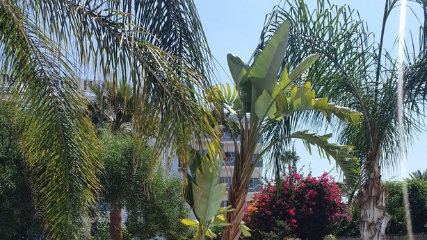 A swimming pool with a tiled deck, surrounded by lush greenery including palm trees and a well-maintained lawn. - Villa Michelle 8 in Protaras (Paralimni)