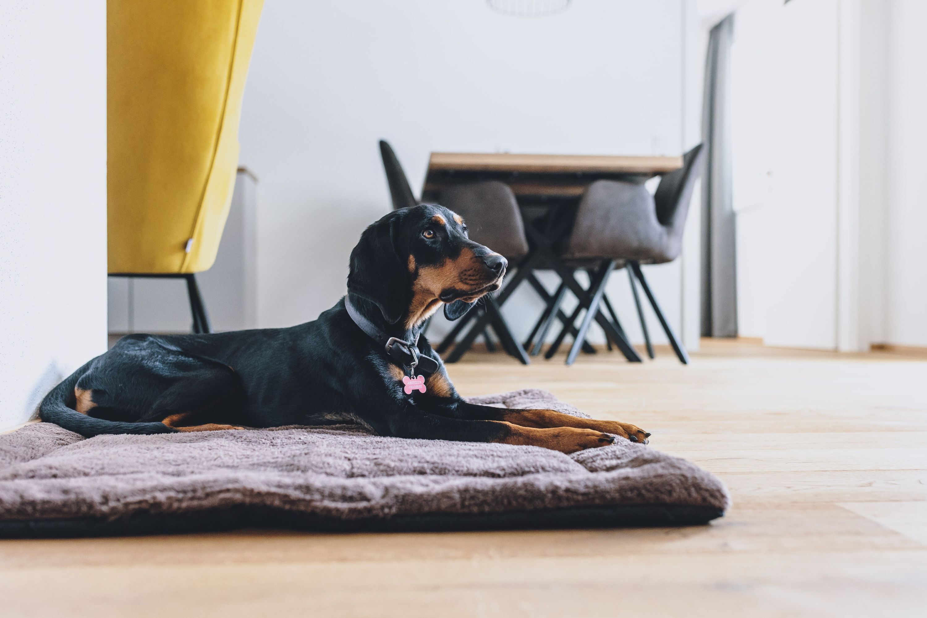 Um cão deitado sobre uma manta em um quarto com uma cadeira e uma mesa ao fundo.