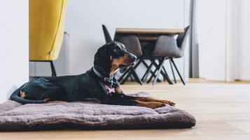 Um cão deitado sobre uma manta em um quarto com uma cadeira e uma mesa ao fundo.