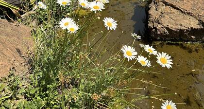 A Boutique Lodge in a Serene Environment - 2021