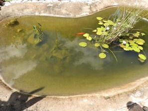 A small, irregularly shaped pond with water lilies and a single goldfish.