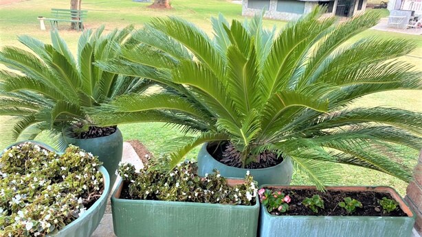 Three large potted plants with broad green leaves, placed on a stone surface with a grassy area and a building in the background. - Twin Room in Hillside - 2087 (Bulawayo)