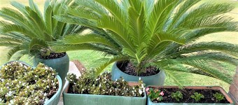 Twin Room in Hillside - 2087