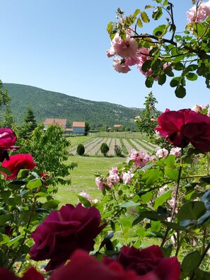 Villa | 5 bedrooms - Spa Sport Villa Neoric with Pool Access (Muc)