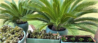 Neat Standard Room in Guesthouse - 2088