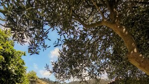Uma área de estar rústica ao ar livre, com paredes de pedra, pérgola de madeira e porta de pedra.