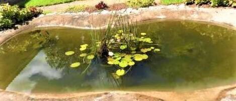 A pond with lily pads and a stone border.