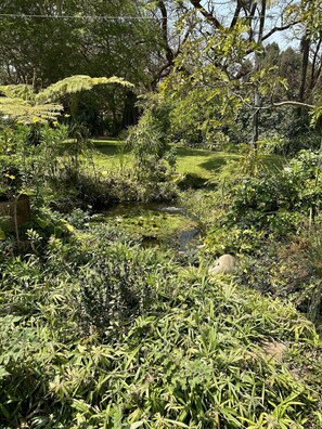 A lush garden with a small pond, dense foliage, and a variety of plants.