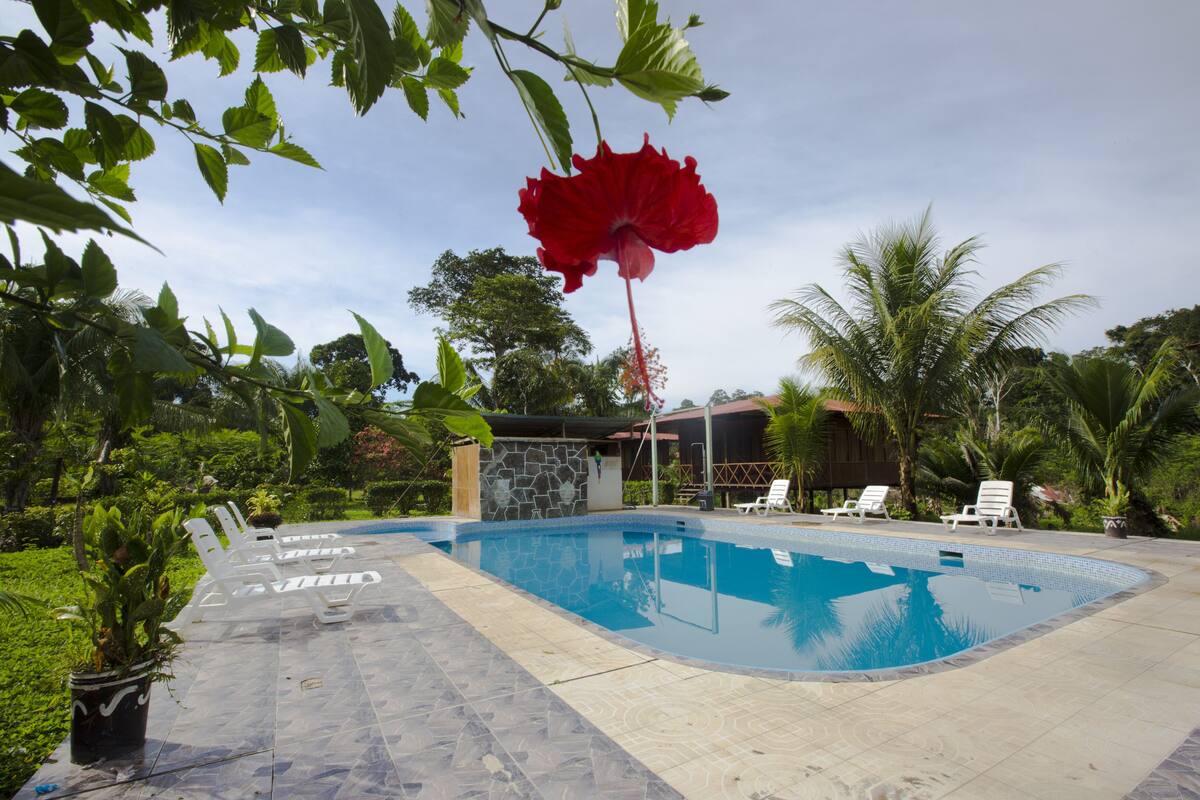 A swimming pool with lounge chairs, surrounded by greenery and a stone wall.