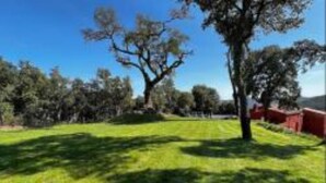 Un espace extérieur verdoyant, avec des arbres et un ciel bleu dégagé.