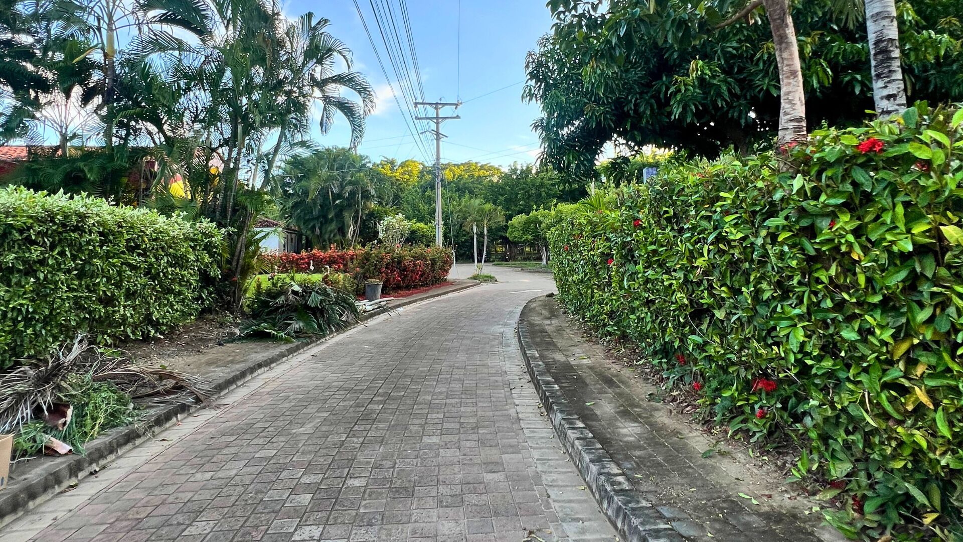 A paved pathway flanked by lush greenery and a variety of plants.