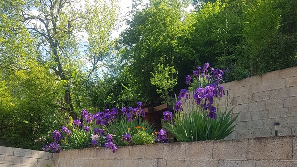 A stone wall with purple flowers, a blue chair, and a potted plant. - Derya Otel (Borcka)