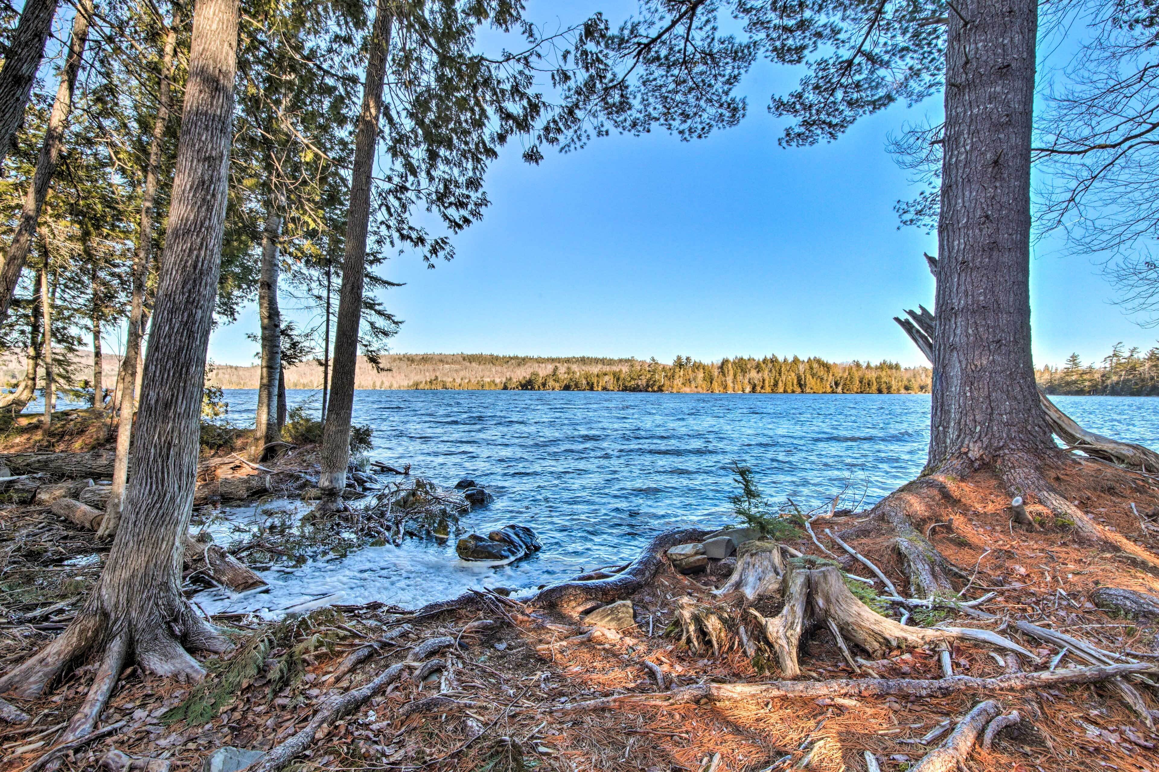 A forested lakeside area with trees and a clear view of the water.
