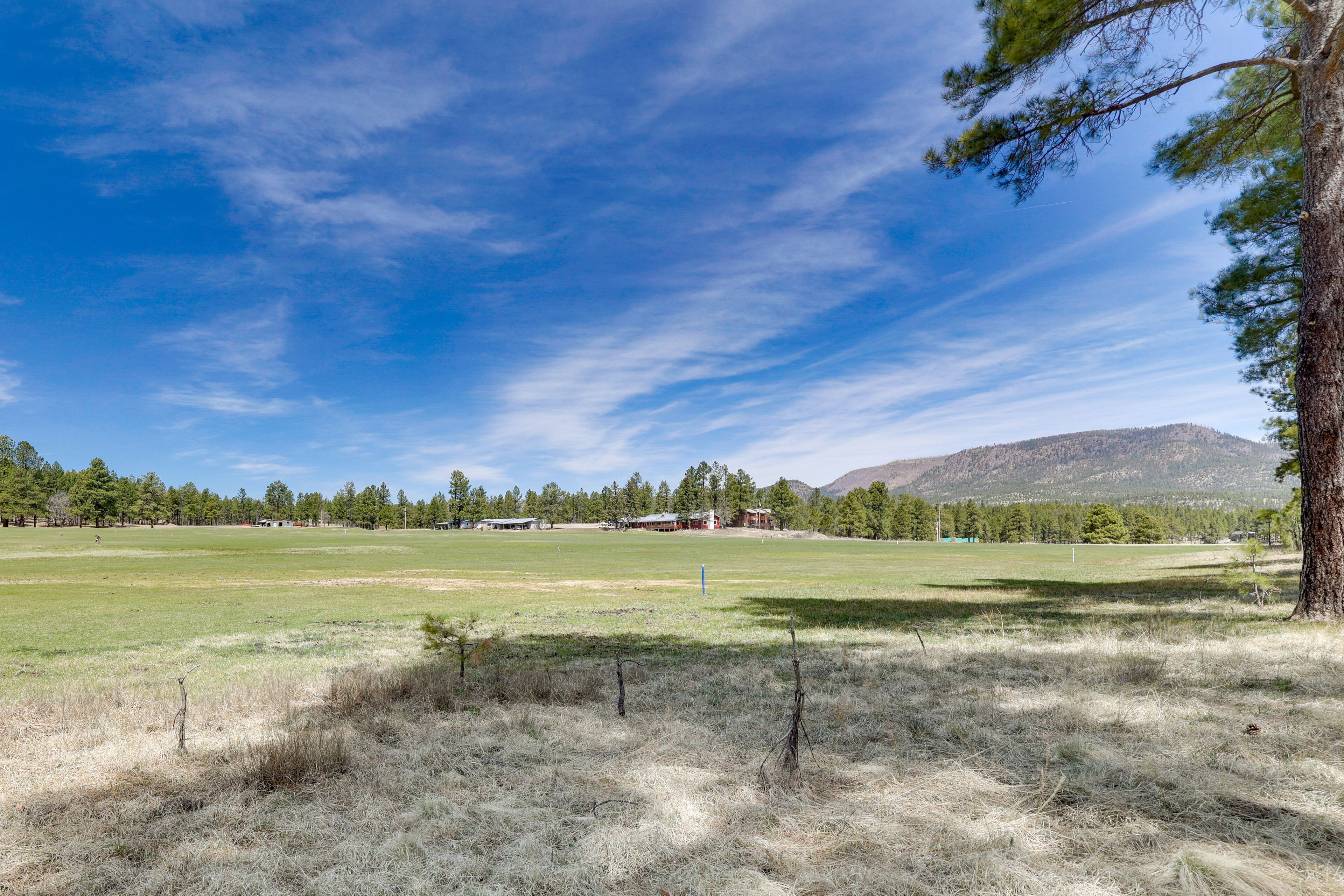 A grassy field with a few trees and a distant mountain.
