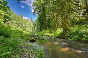 A forest stream with dense greenery and trees. - Chehalis Retreat w/ Scenic Views! (Chehalis)