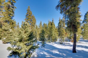 Un bosque nevado con altos árboles de hoja perenne y un cielo azul despejado.