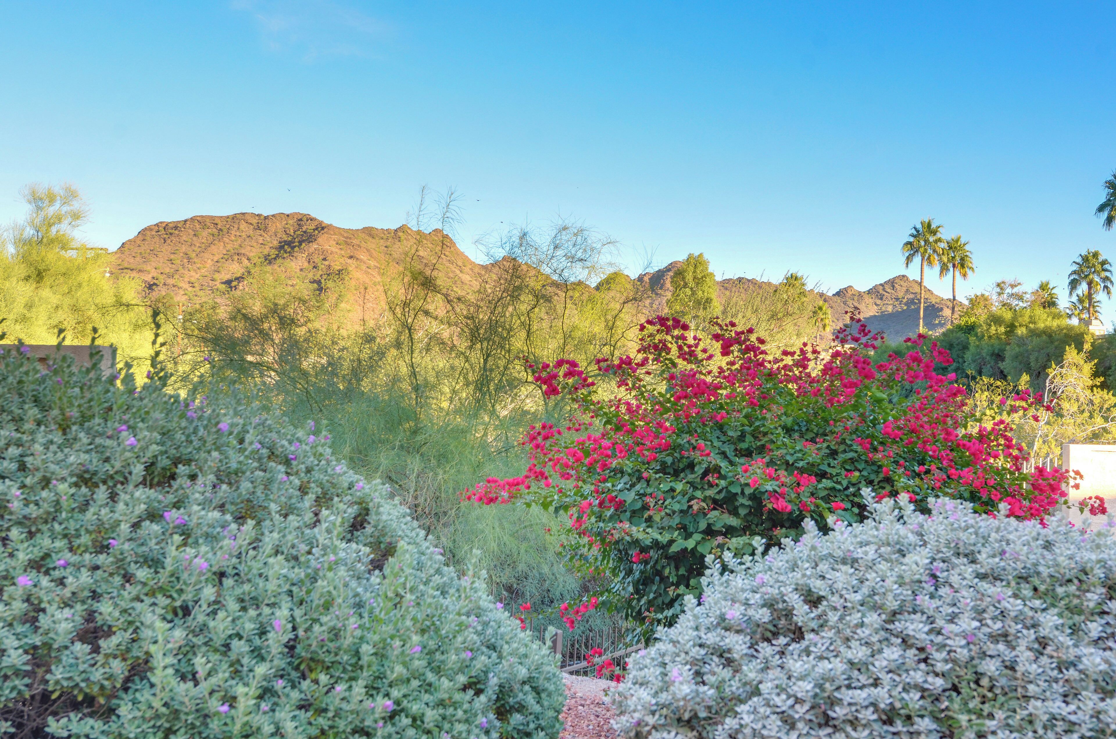 A garden with various plants and flowers, a mountain in the background, and a clear sky.