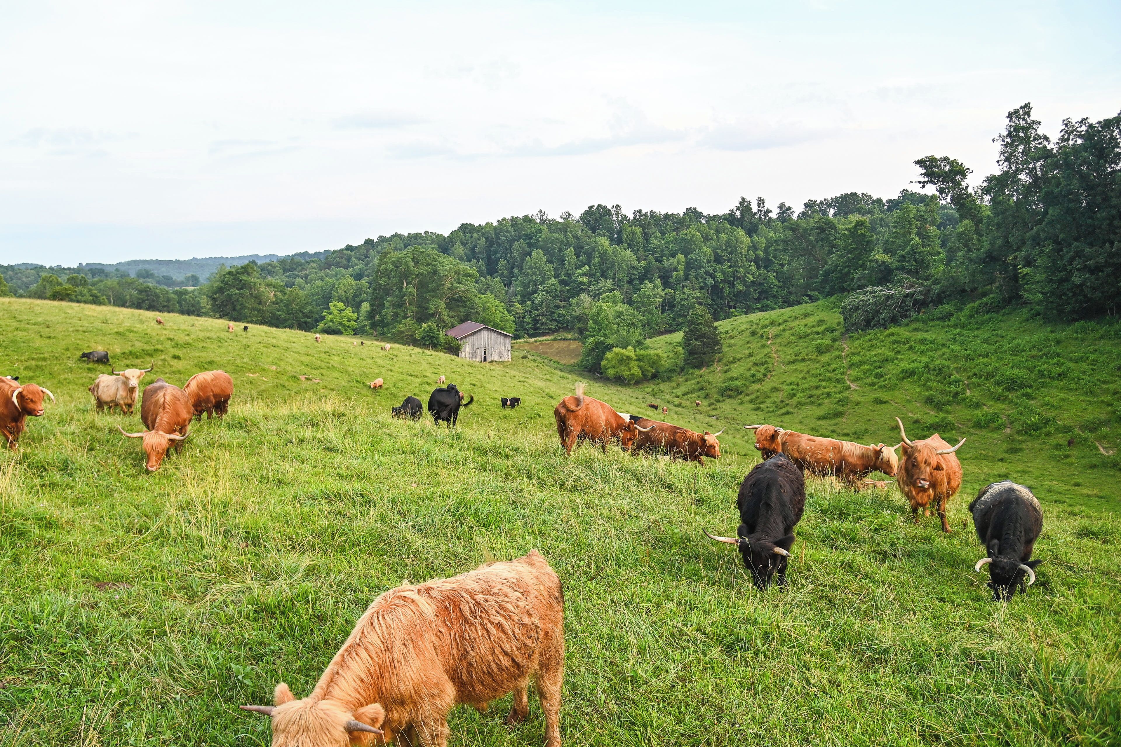 A grassy field with cows grazing, a small barn, and a forested hill in the background.