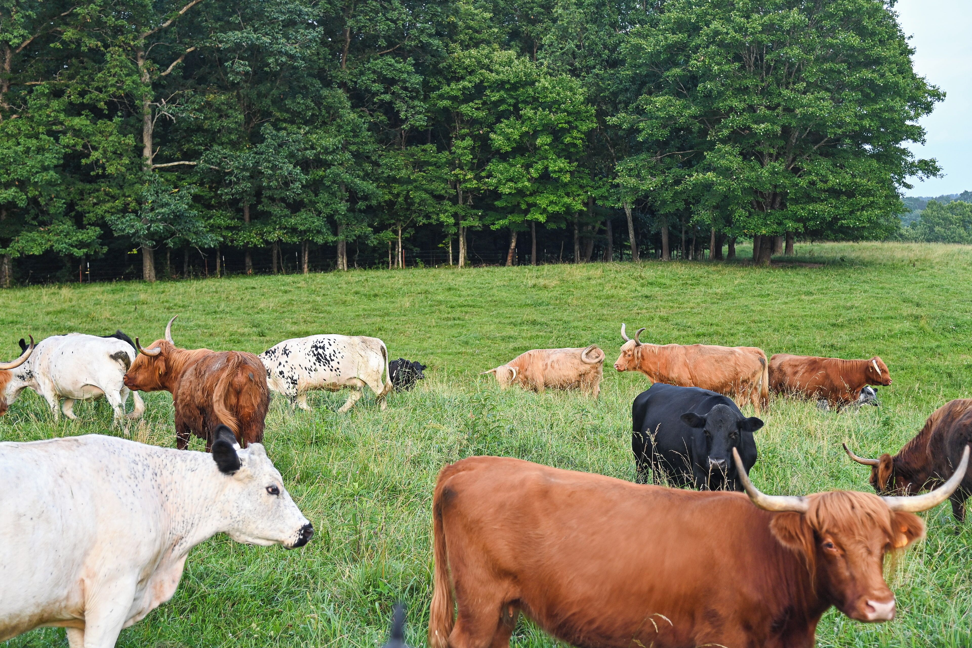 Un campo cubierto de hierba con ganado pastando.