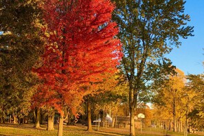 A park with trees displaying autumn foliage, a basketball court, and a clear sky.