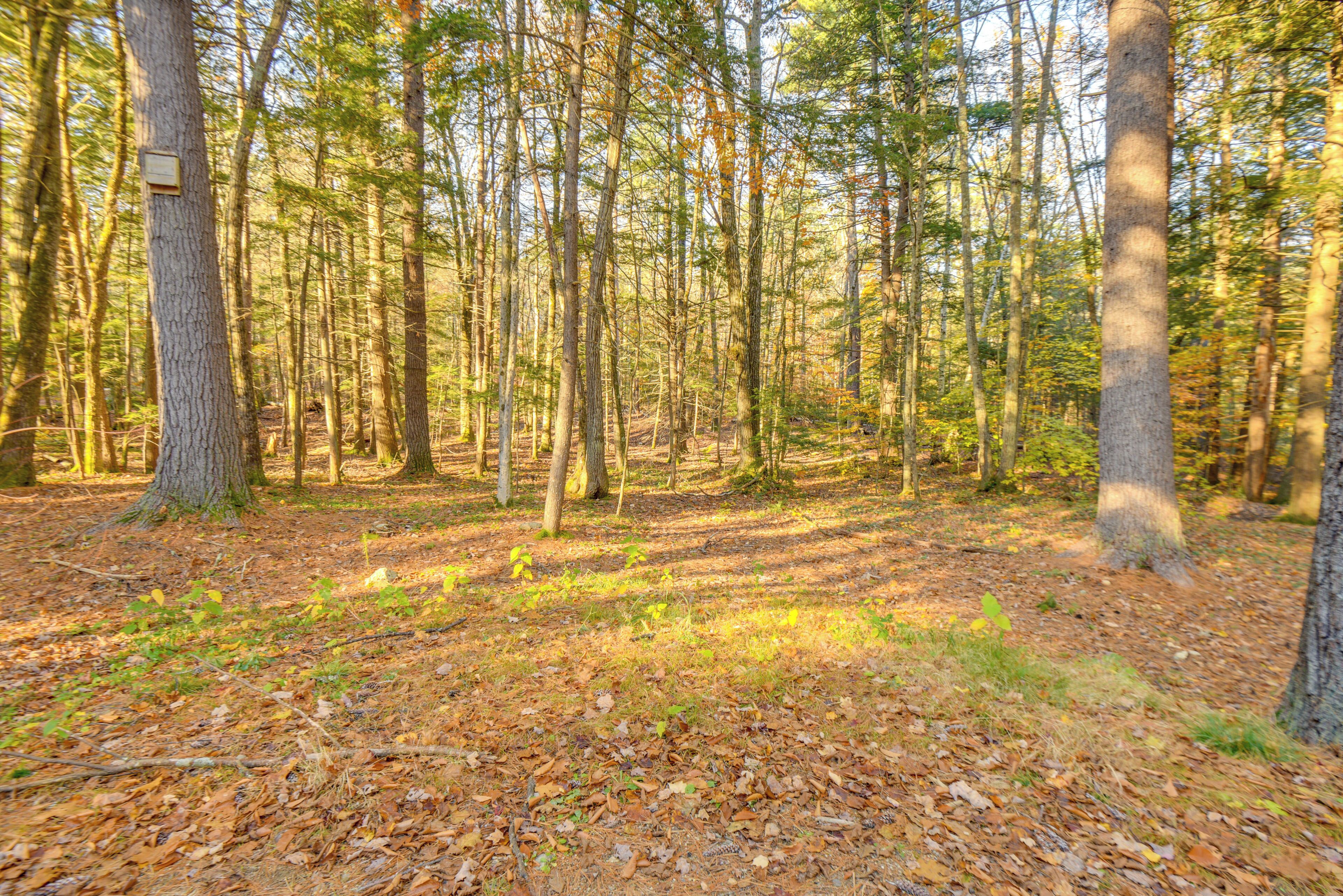A forested area with tall trees and a ground covered in dry leaves.
