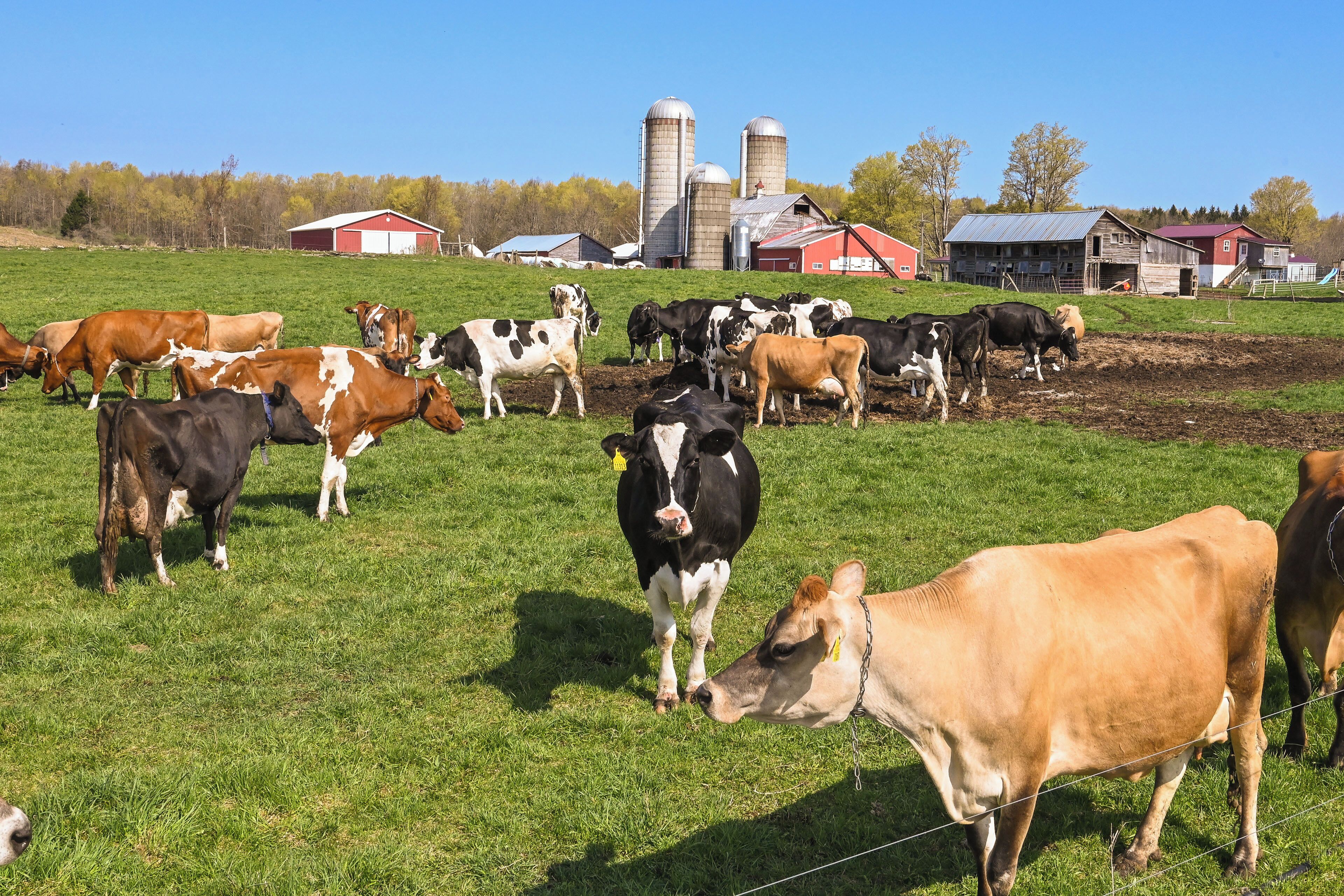 A farm with cows grazing in a field, barns, and silos in the background.