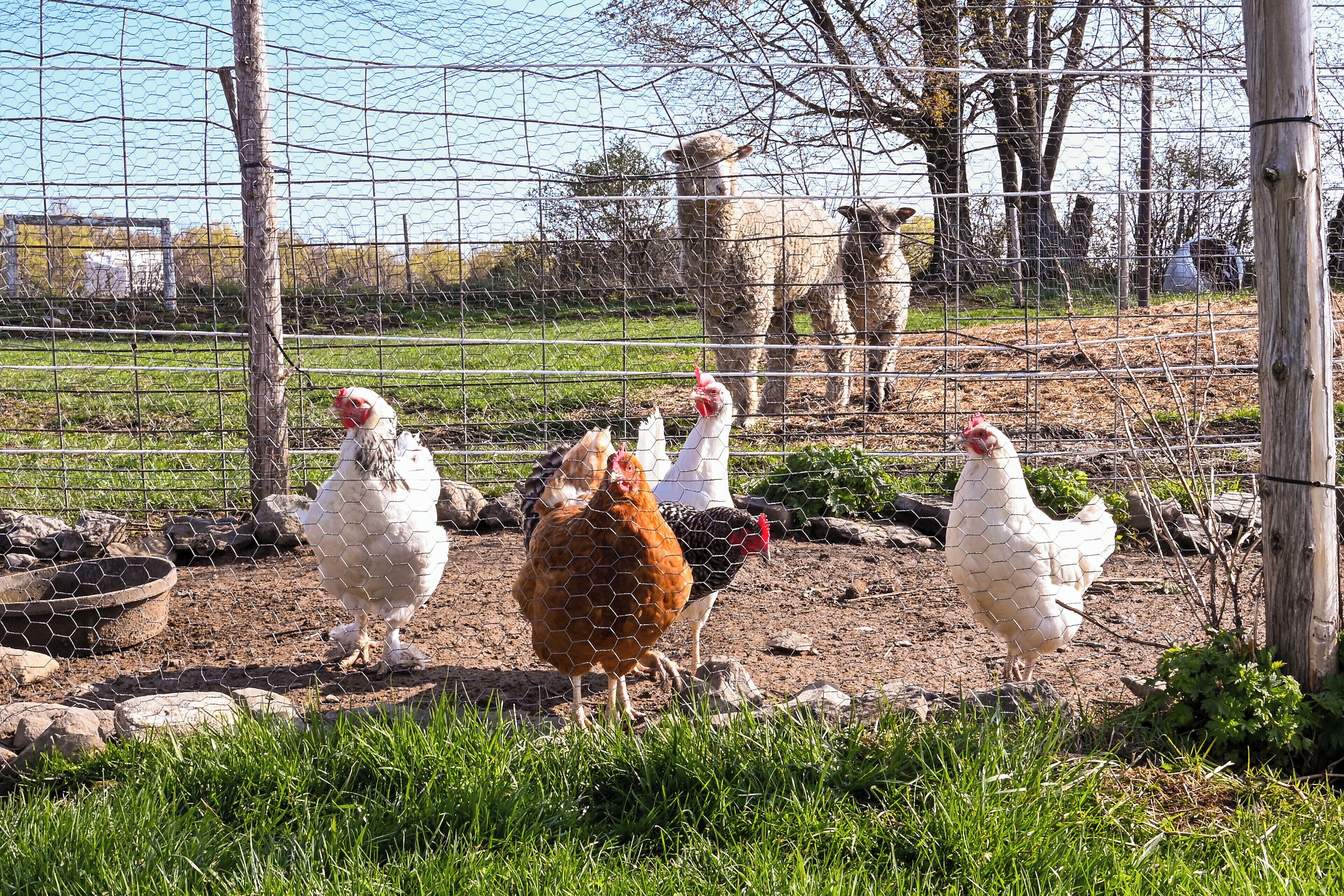 المنشأة من الداخل