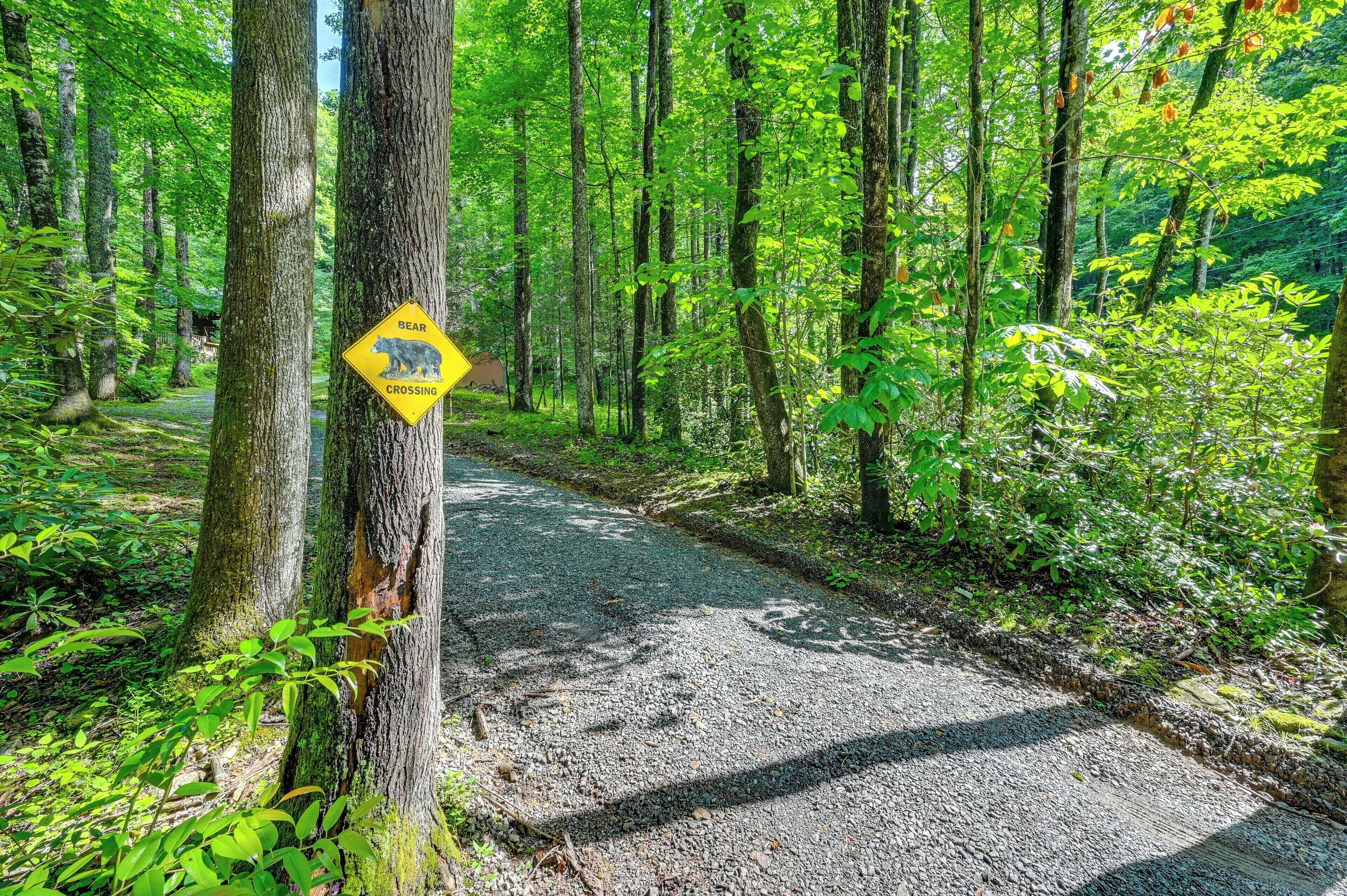 A forested area with a gravel path and a bear crossing sign.