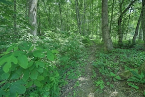 A forested area with a dirt path. - Private Fire Pit & Creek: Bryson City Retreat! (Bryson City)