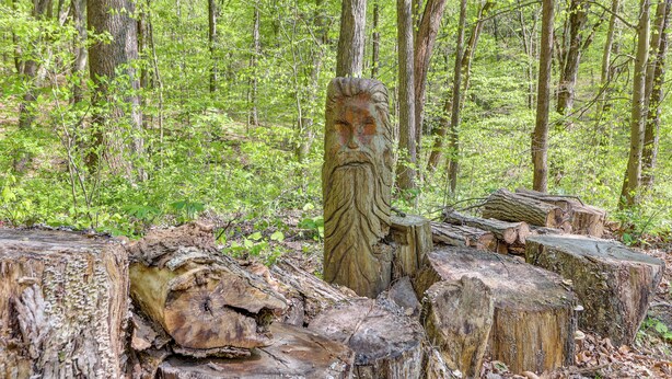 Escena de bosque con un tocón grande y un rostro de madera tallado.