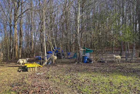 Un espace extérieur clôturé, avec des arbres, un mouton et du matériel.