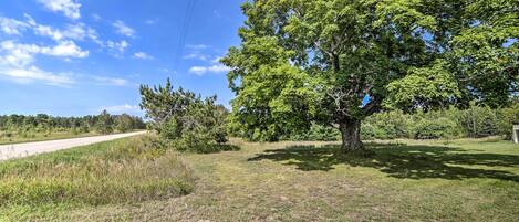 A grassy area with a large tree and a dirt path leading to a road.