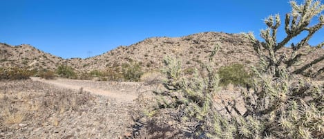 A desert landscape with a prominent cactus in the foreground and a dirt road leading to a hill in the background.