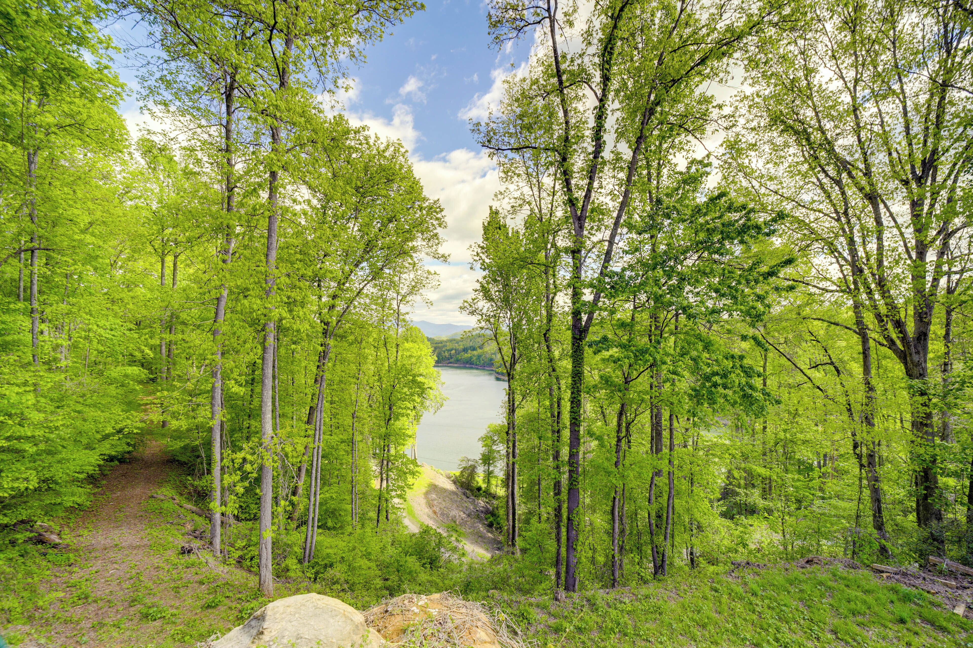 A forested area with a clear path leading to a body of water.