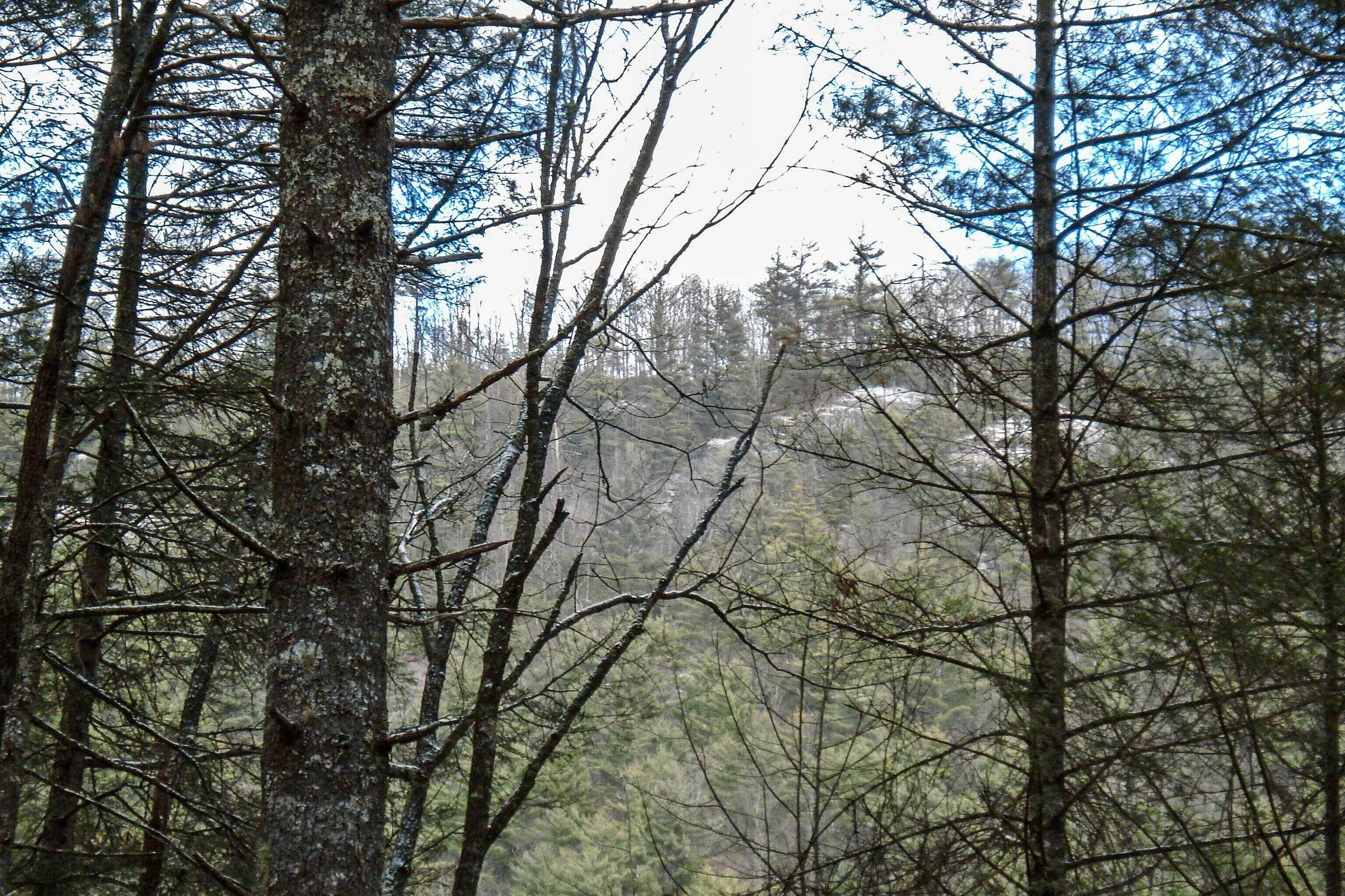 A dense forest with tall trees and a misty background.