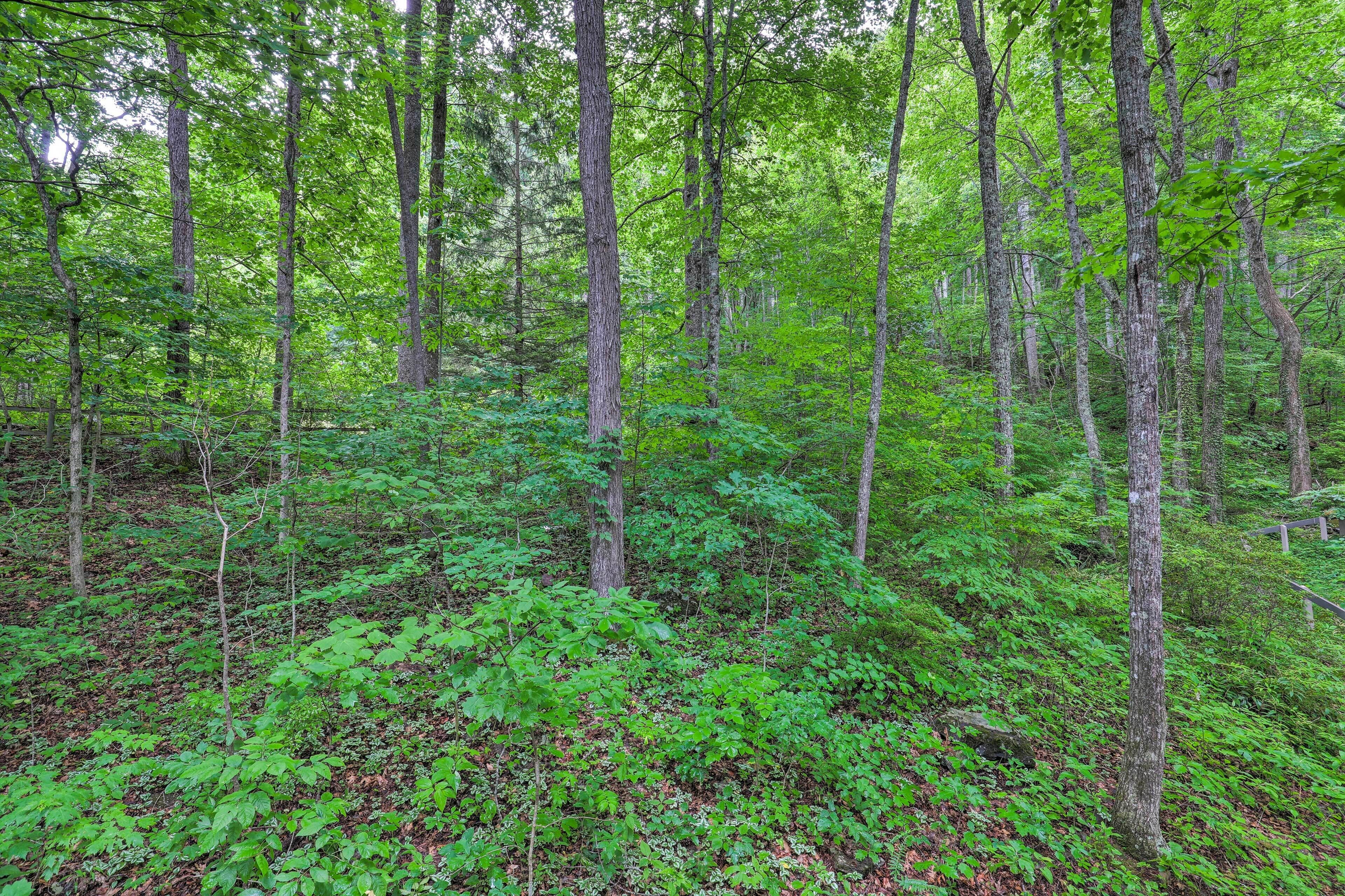 A dense forest with tall trees and undergrowth.