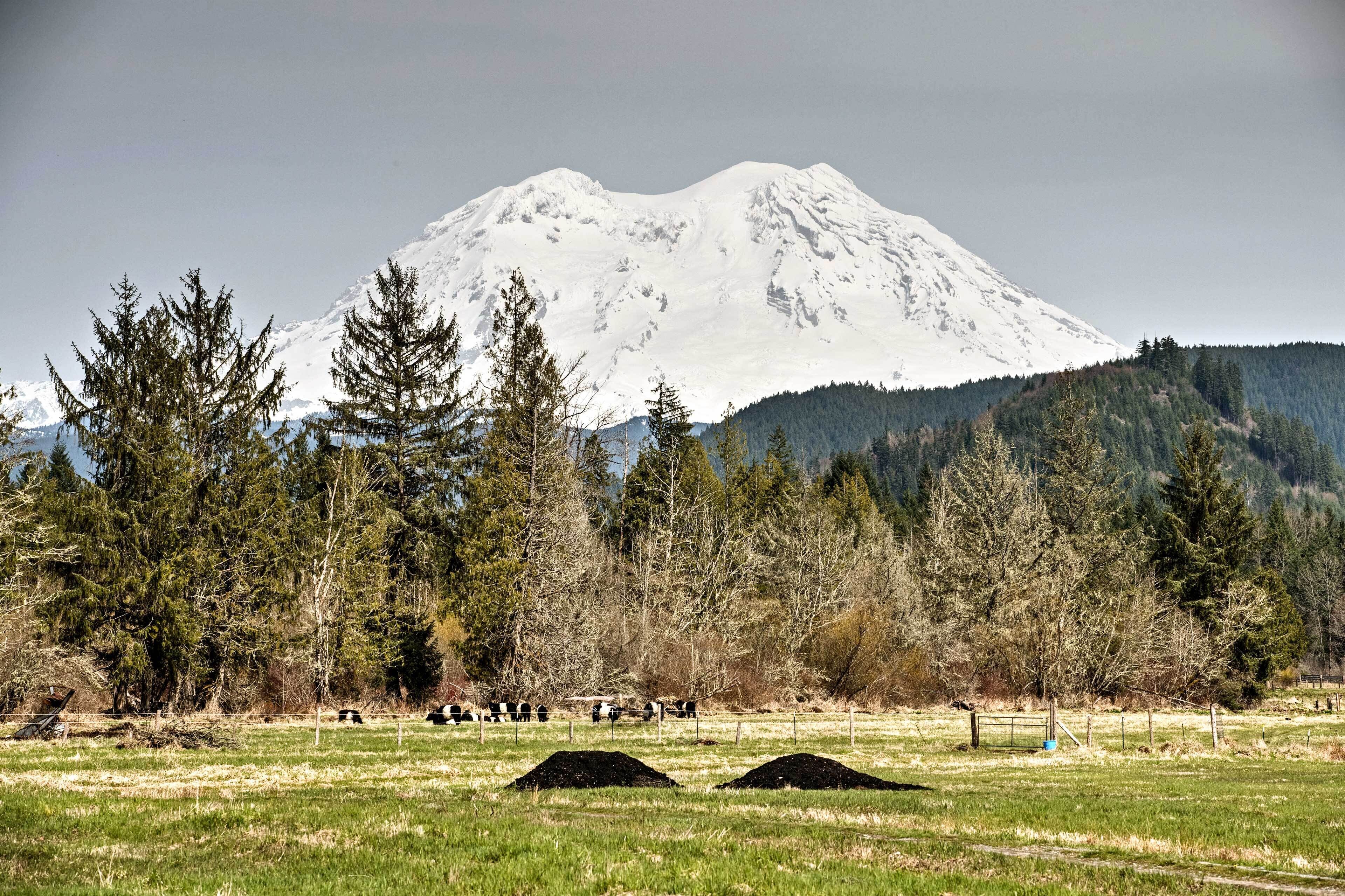 A mountain with a snow-capped peak, surrounded by trees and a field with cows.
