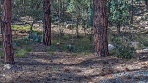 A forested area with tall pine trees, a wooden swing, and a rocky terrain. - Fish, Hike & Explore: Prescott Cabin w/ Grill! (Prescott)