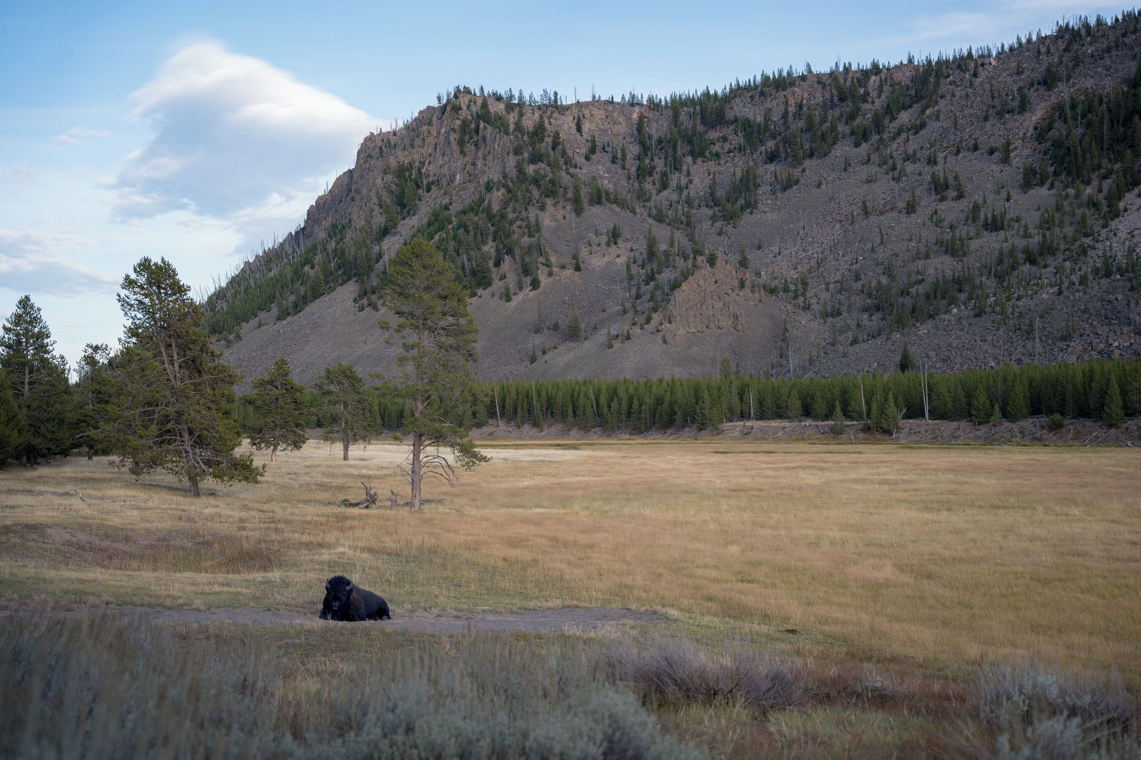 A natural landscape with a mountain, trees, and a field.