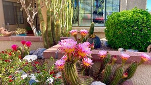 A desert garden with cacti and flowering plants. - Oro Valley Getaway w/ Patio, BBQ & Mountain Views! (Oro Valley)