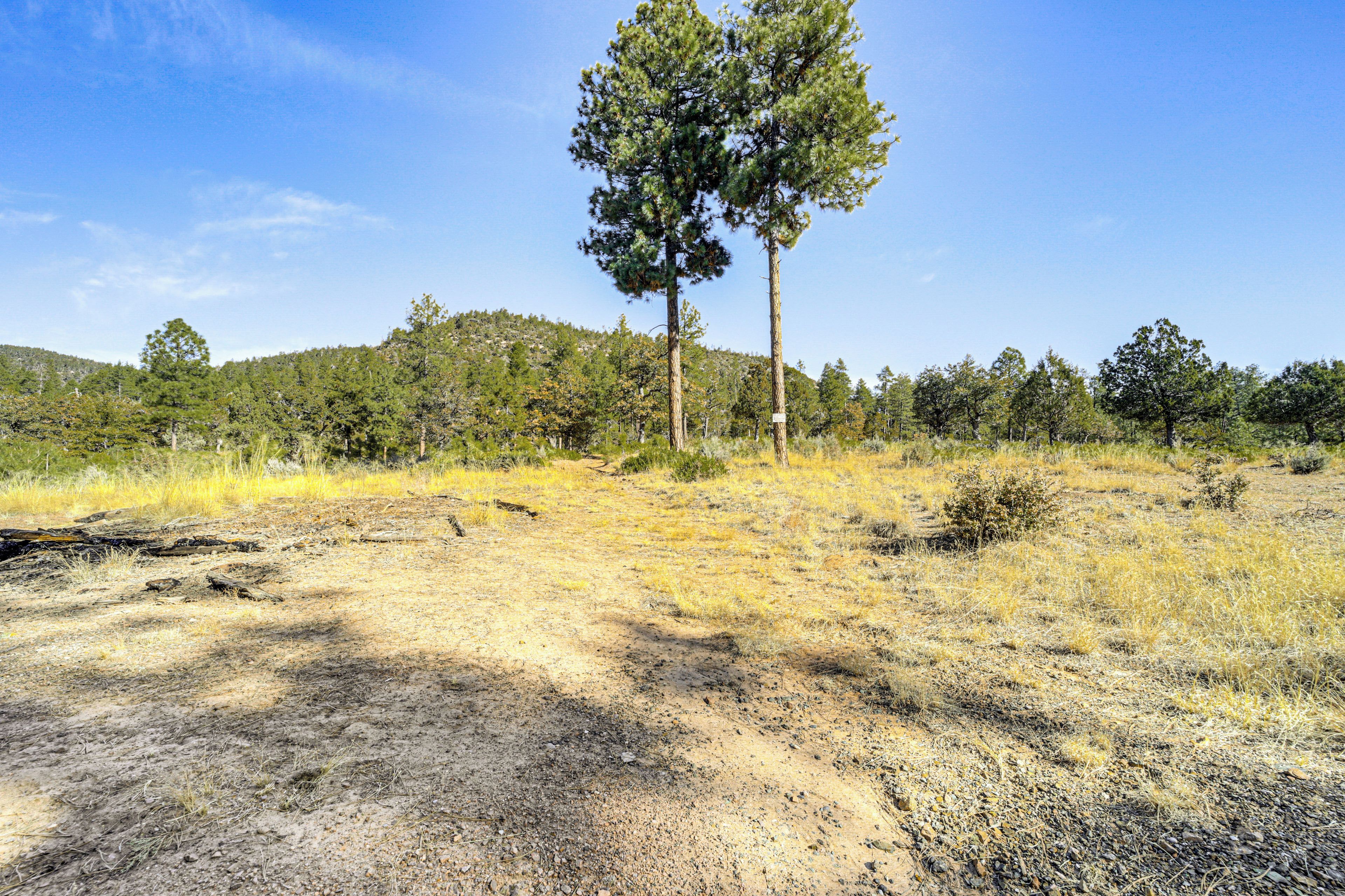 A natural landscape with a dirt path, sparse grass, and a single tall tree.