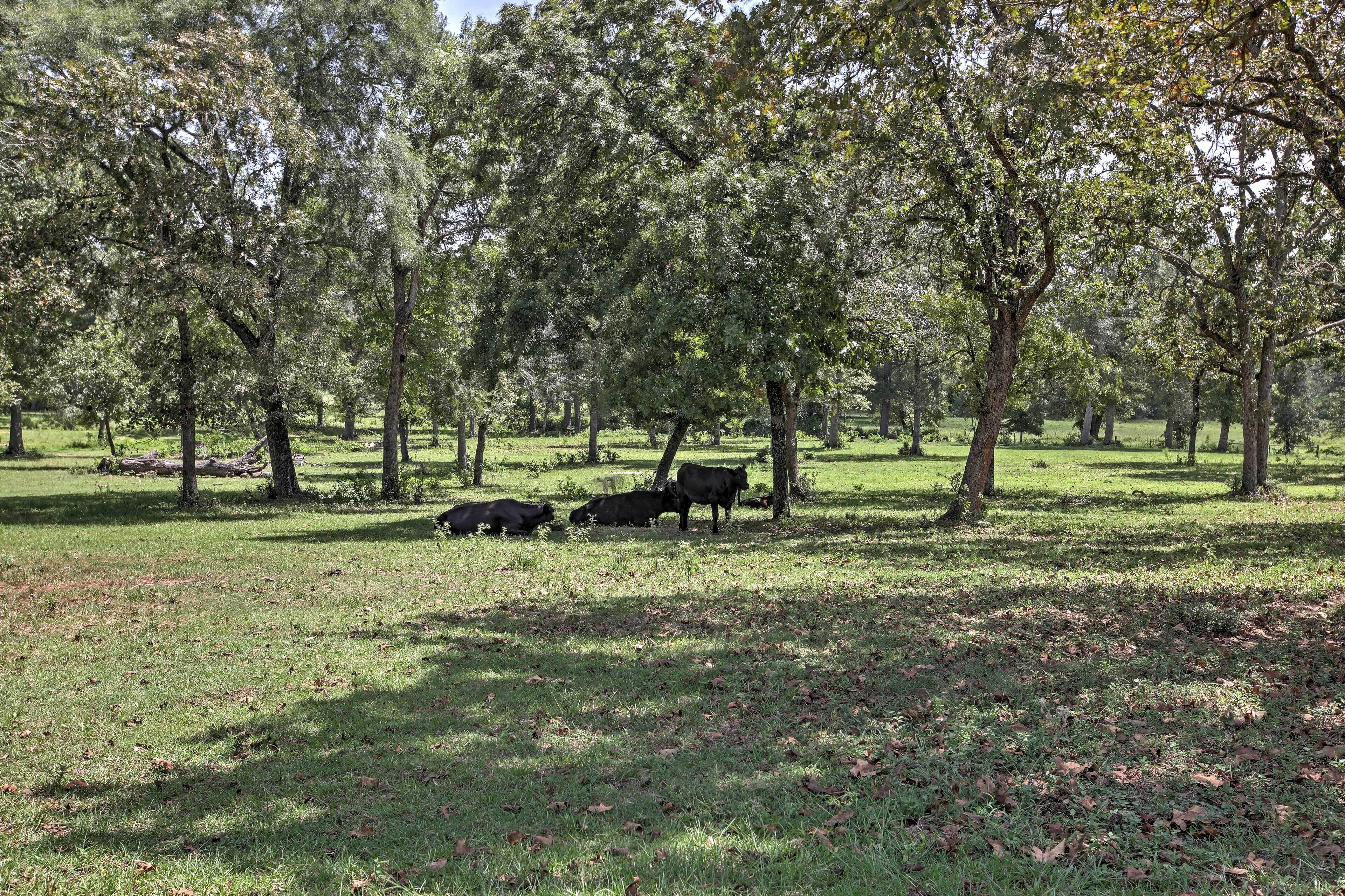 A grassy field with trees and cows.