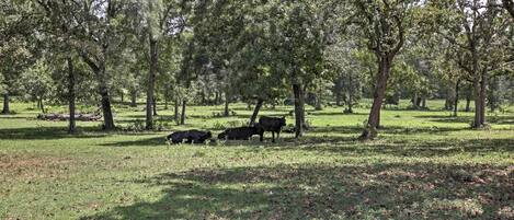 A grassy field with trees and cows.