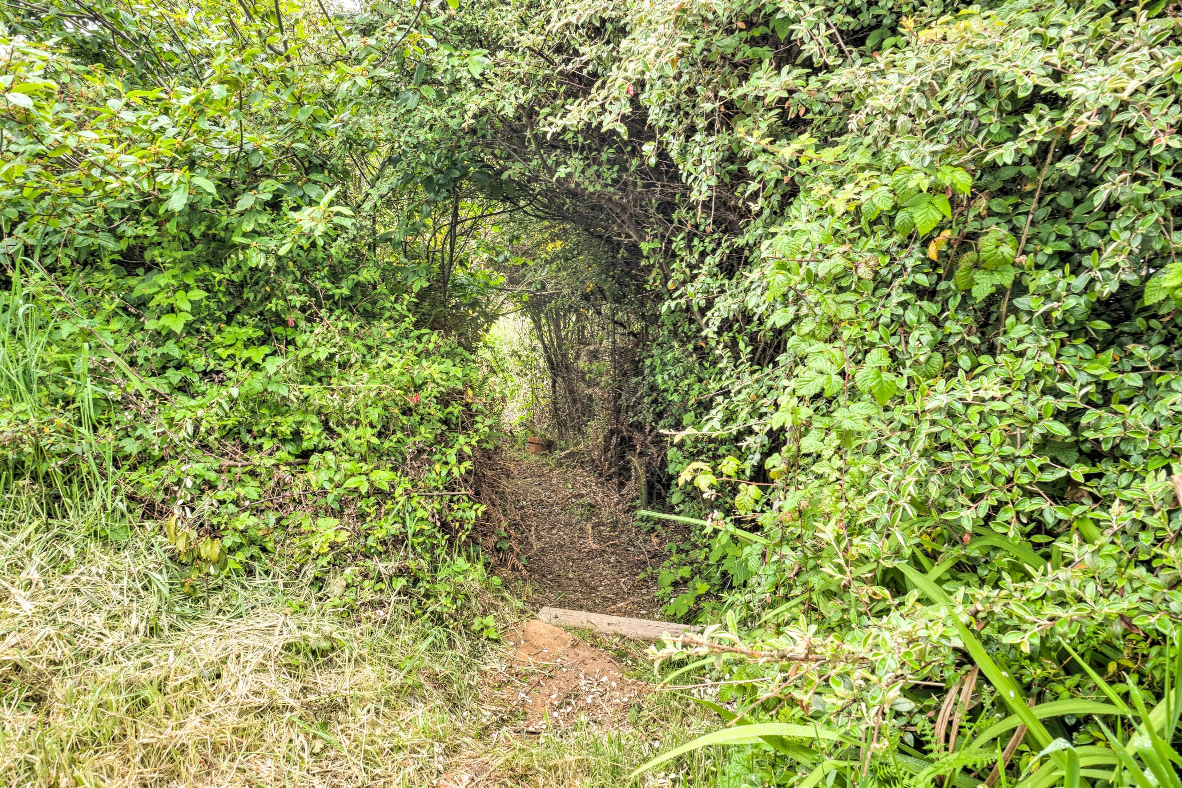 A narrow, natural path surrounded by dense greenery and overgrown vegetation.