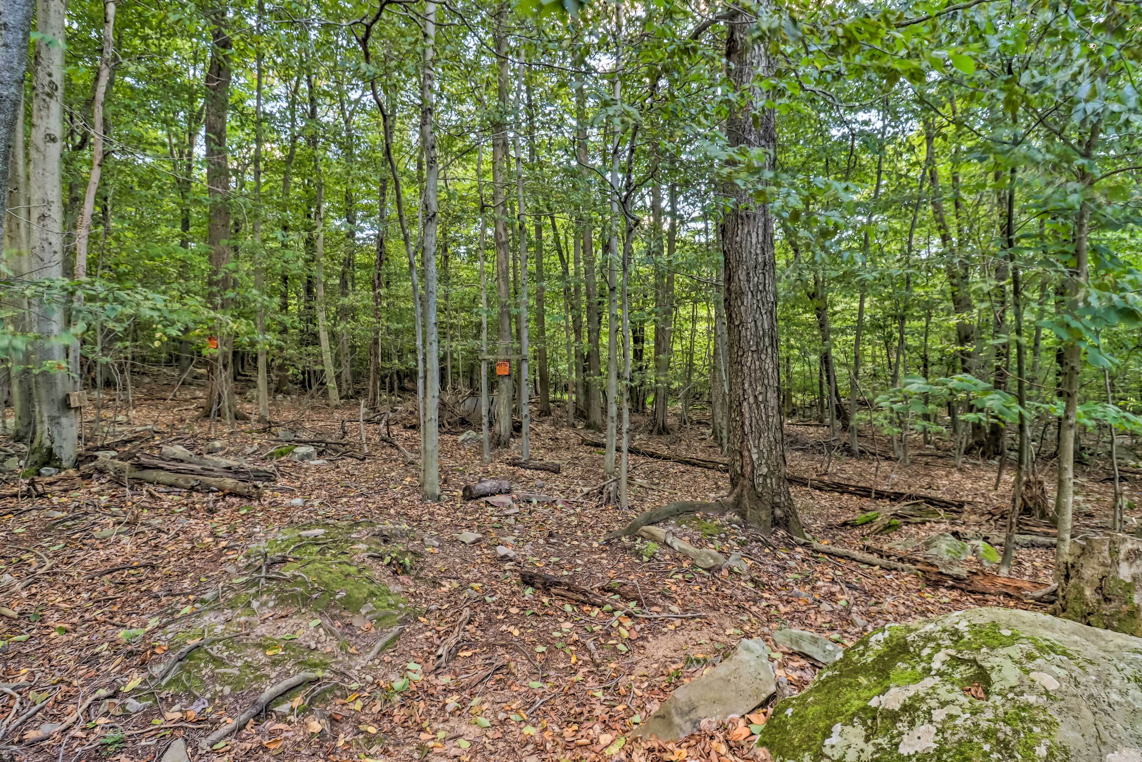 A dense forest with a variety of trees and a visible trail.