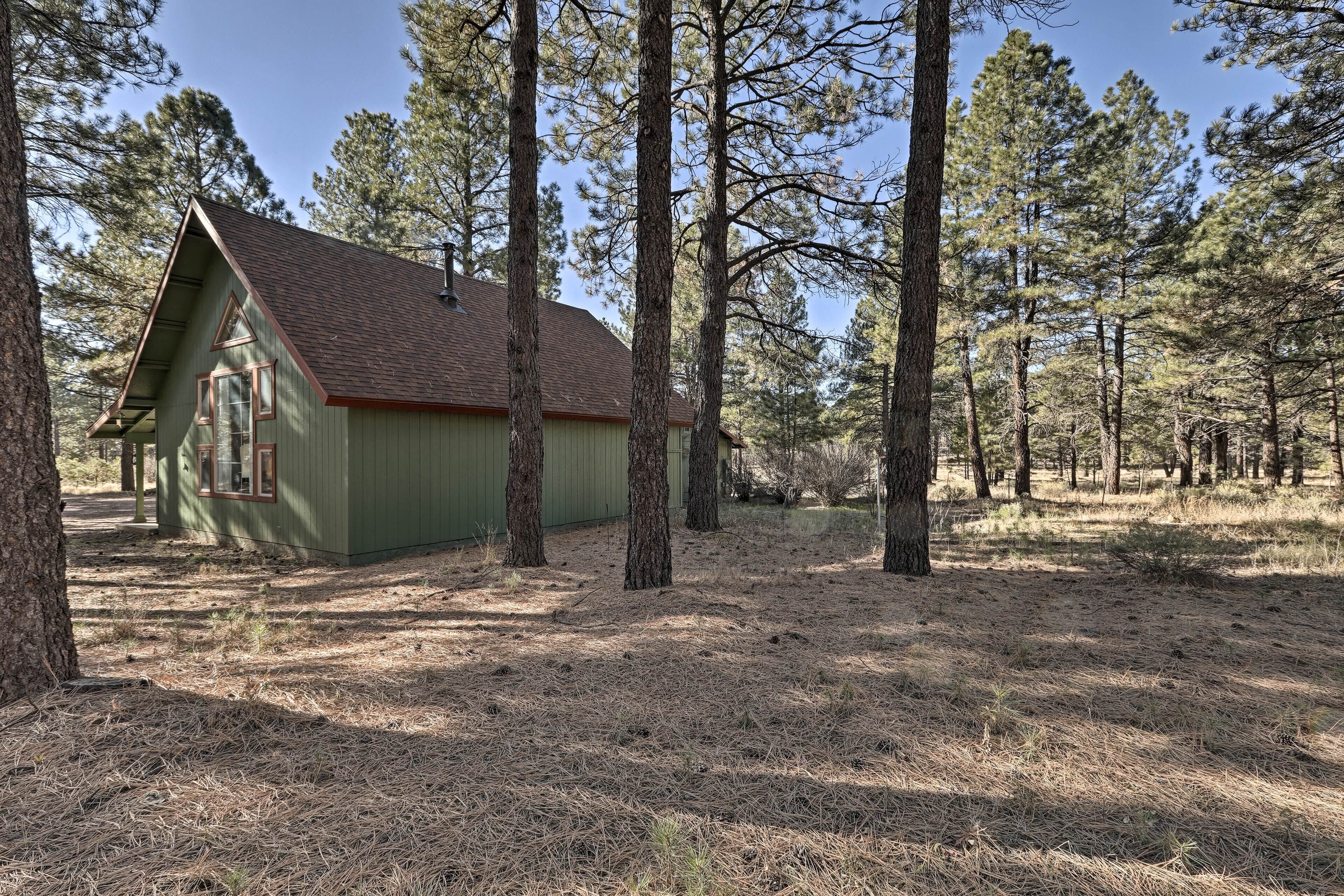 A small, single-story cabin with a sloped roof, surrounded by tall pine trees.