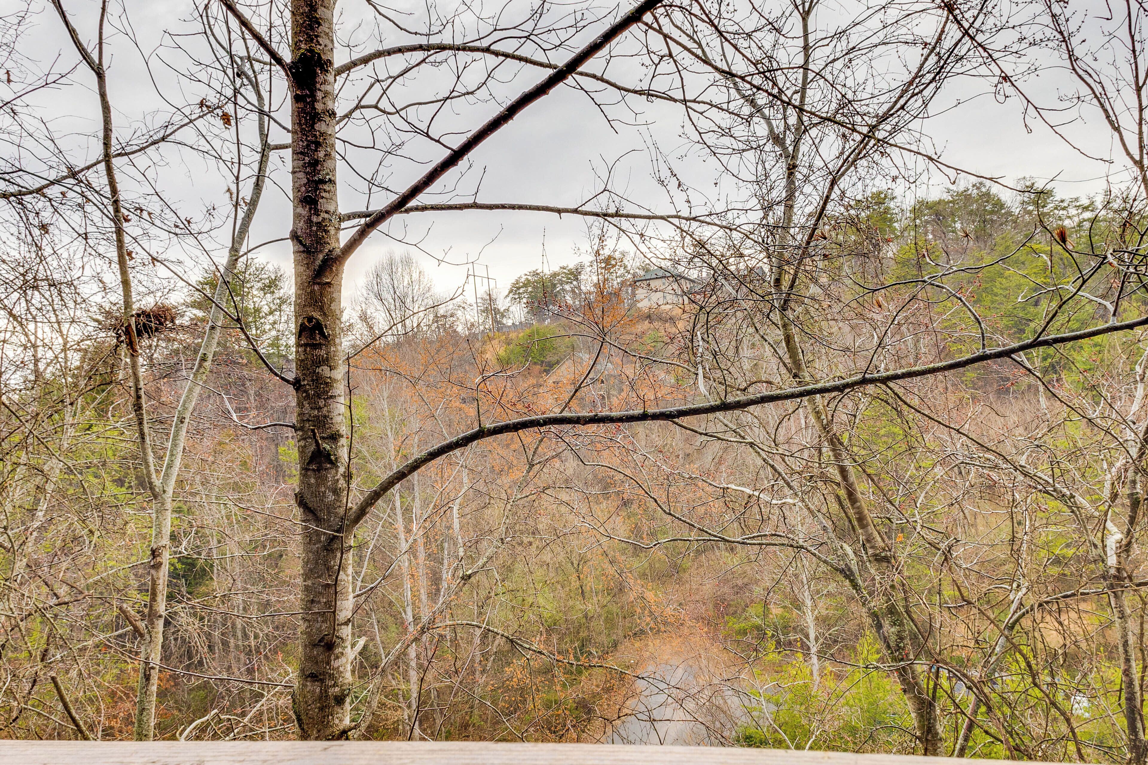 A natural landscape with a variety of trees and a clear sky.