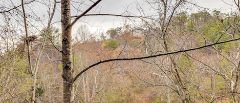 A natural landscape with a variety of trees and a clear sky.