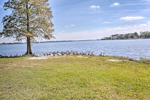 A grassy area with a large tree and a body of water. - Riverfront New Bern House: Gourmet Kitchen & View! (New Bern)