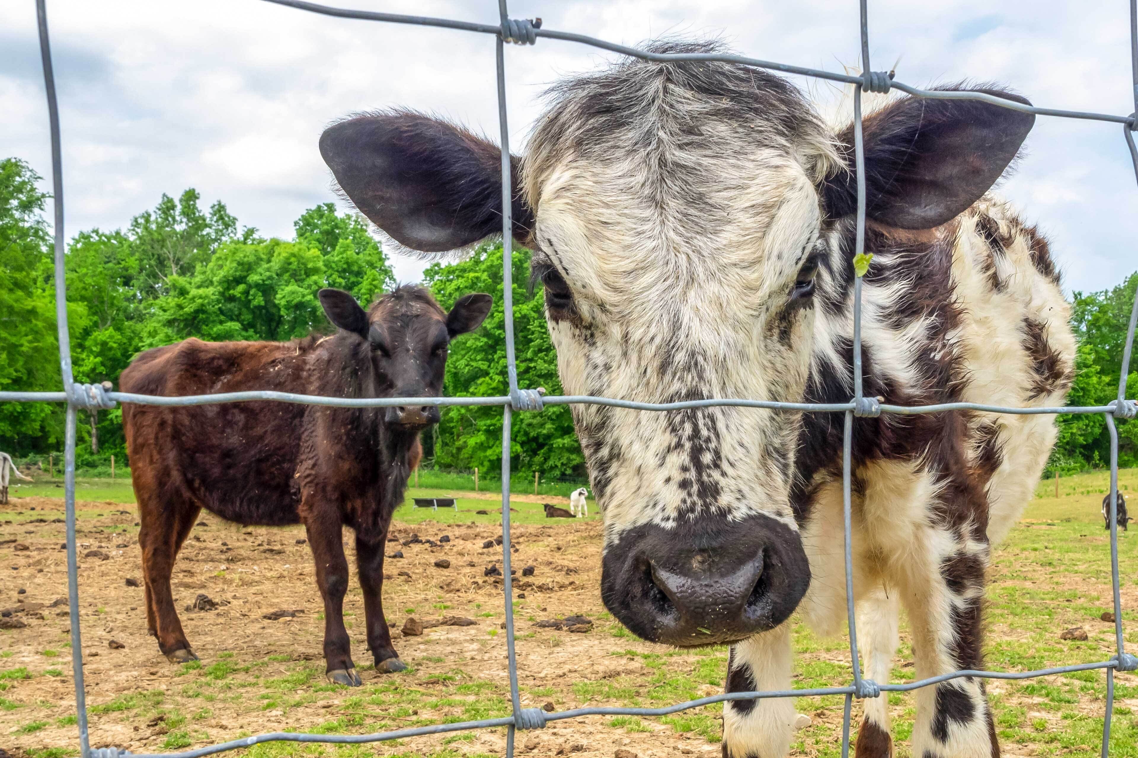 A cow behind a wire fence, with another cow in the background.